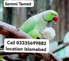 Male Parrot 7500 Fixed Semmi Tamed Green Ring Neck Jumbo Size