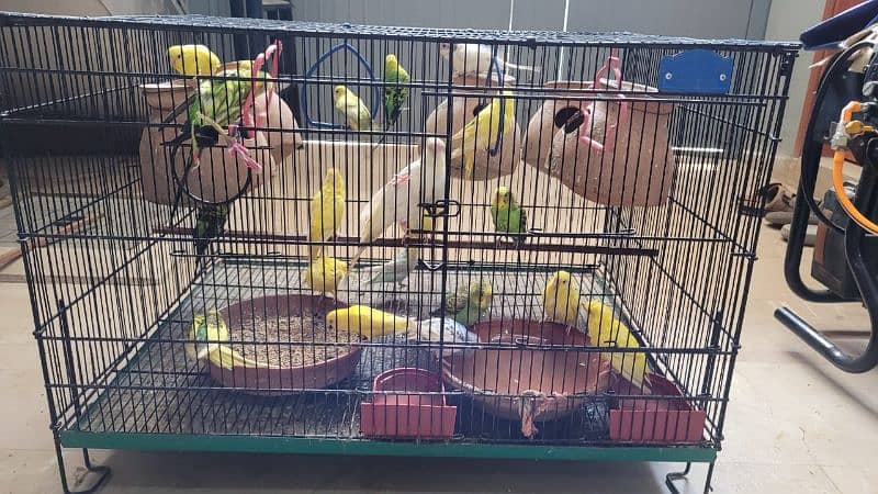 Australian parrots 0