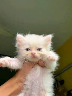 03288426681 whatsp contact persian kittens triple coated   for sale