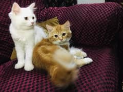 Persian cat both r male triple coat