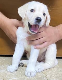 heavy quality labrador puppy for sale