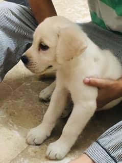 heavy quality labrador puppy for sale