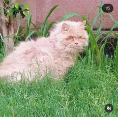 Male Cat for breeding only