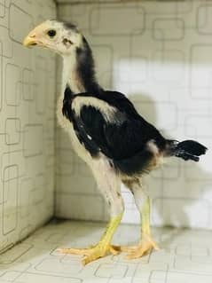 king Shamo Jet black Chicks for sale F1 breed