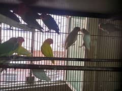 Love Birds Breeder Pair for Sale