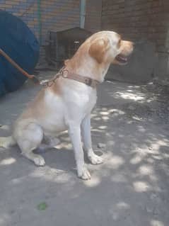 it is labrador amaircan breed friendly dog