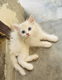 PERSIANS CATS/ KITTENS FOR SALE