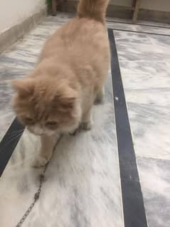 male Persian for sale