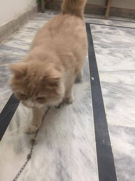 male Persian for sale 0