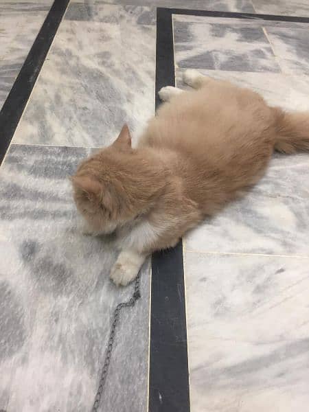 male Persian for sale 1