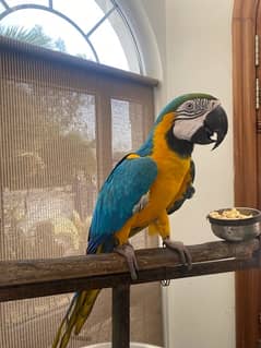 Male Macaw For Sale