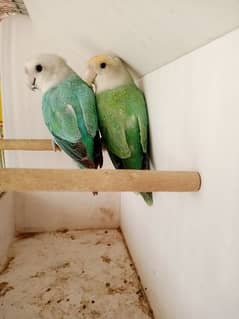Love birds Breeder pair