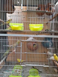 angle cage for sale