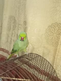 Green Ringneck Hand Tam Parrot