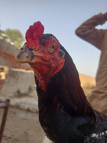 I am selling my Aseel Hen 0