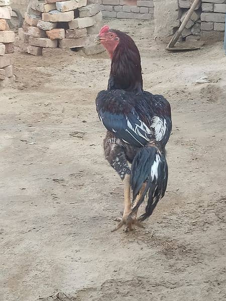 I am selling my Aseel Hen 2