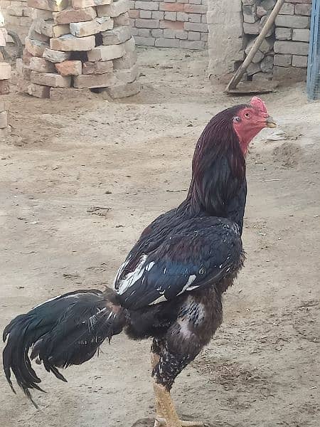 I am selling my Aseel Hen 3