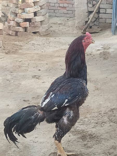 I am selling my Aseel Hen 4