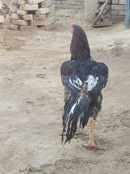 I am selling my Aseel Hen 5