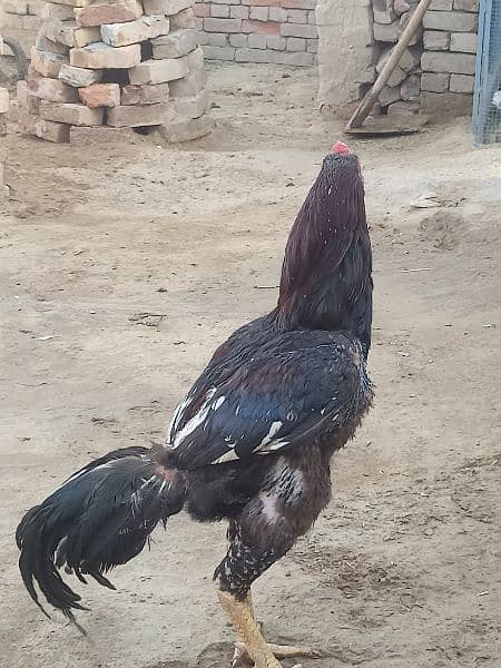 I am selling my Aseel Hen 6