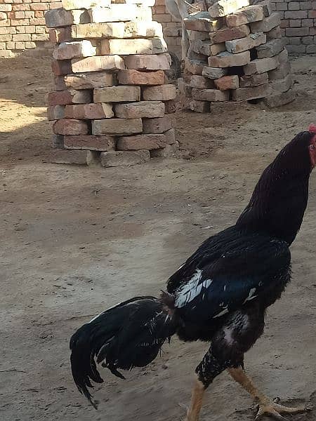 I am selling my Aseel Hen 7