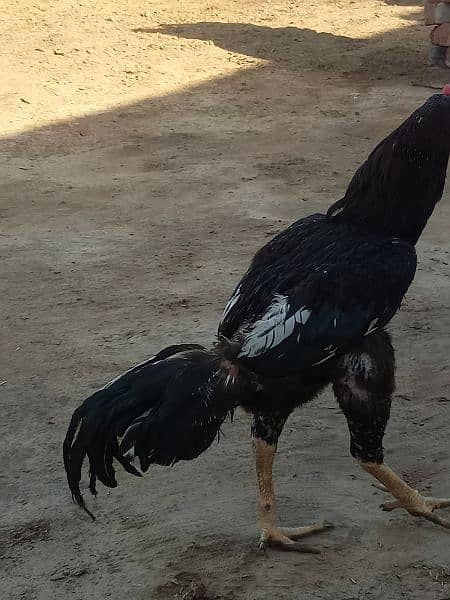 I am selling my Aseel Hen 8