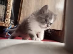 Adorable persian kittens