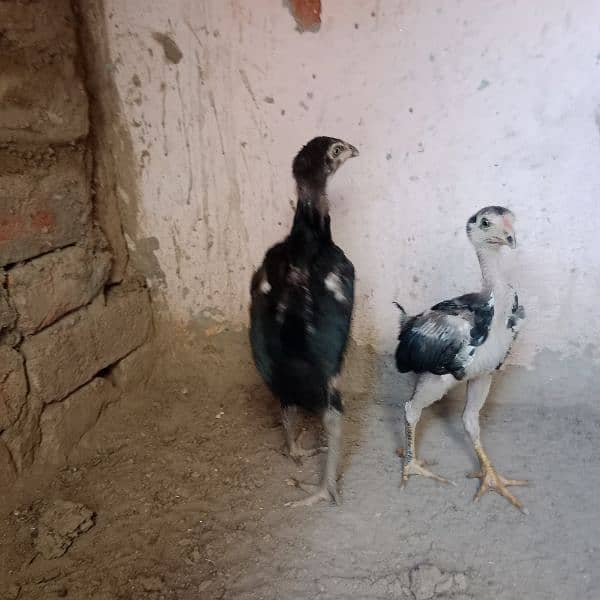 pure Thai chicks pair for sale 3