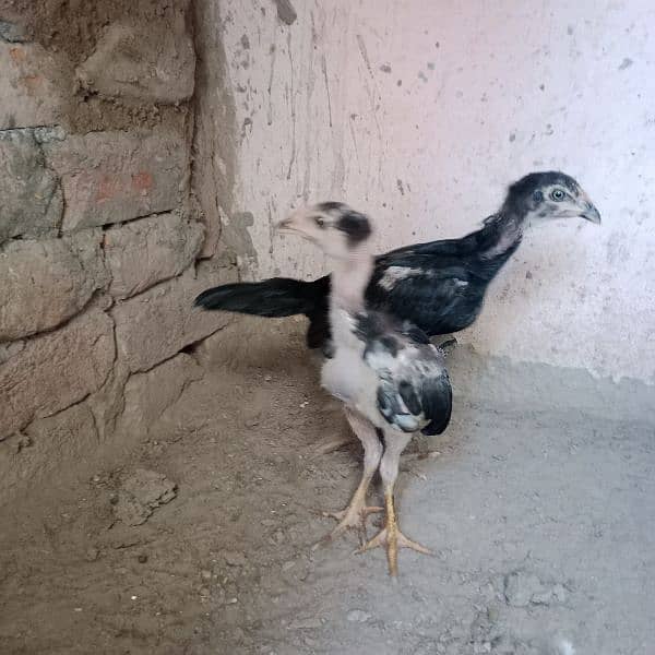 pure Thai chicks pair for sale 4