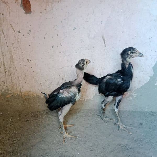 pure Thai chicks pair for sale 5