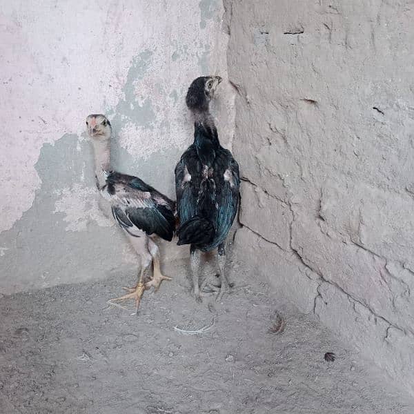 pure Thai chicks pair for sale 8