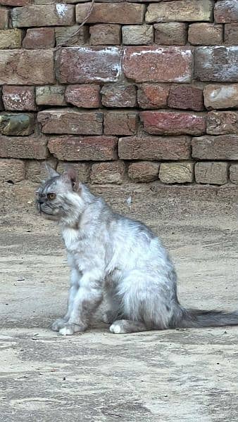 persian cat pair for sale 5