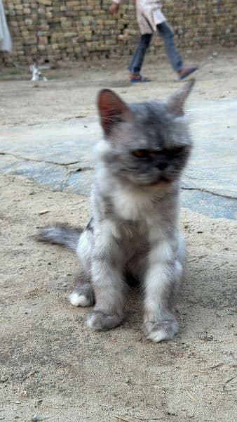 persian cat pair for sale 6