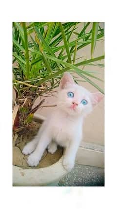 simple child with beautiful blue eyes