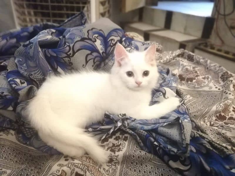 3 month old pure Persian kitten full white male graish blue shade eyes 0