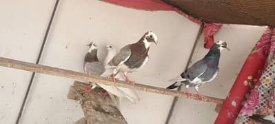 5 Pigeons Pathy For Sale