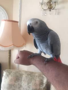 03266068445call wathsap African gerry parrot arjunt for sale