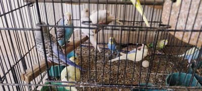 budgerigar Bird 15 pair