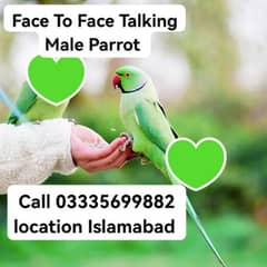 Male Parrot 8000 Semmi Hand Tamed Green Ring Neck Jumbo Size