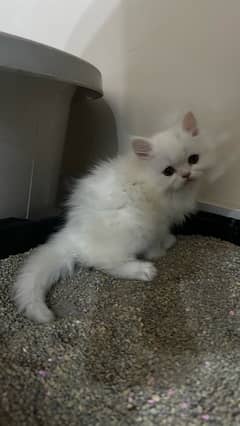 2 kittens male & female persian white cat for sale