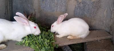 Rabbits