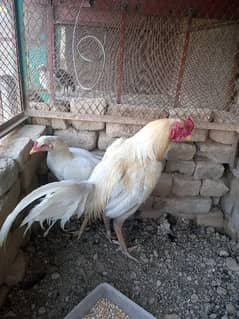 Aseel White and red Murghay for sale