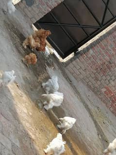 chicks of golden buff