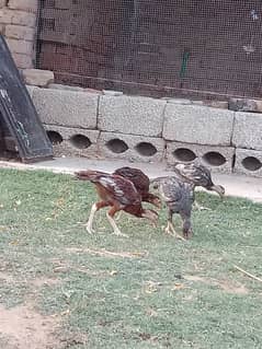 quality Aseel chicks for sale 0