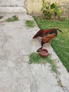 hens pair with 5 chicks