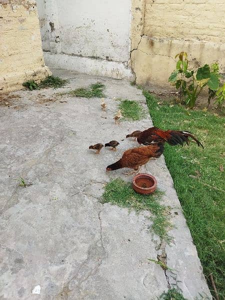 hens pair with 5 chicks 1