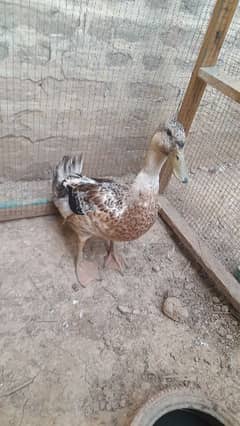 Duck Male 0