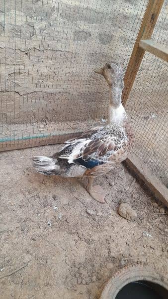 Duck Male 2