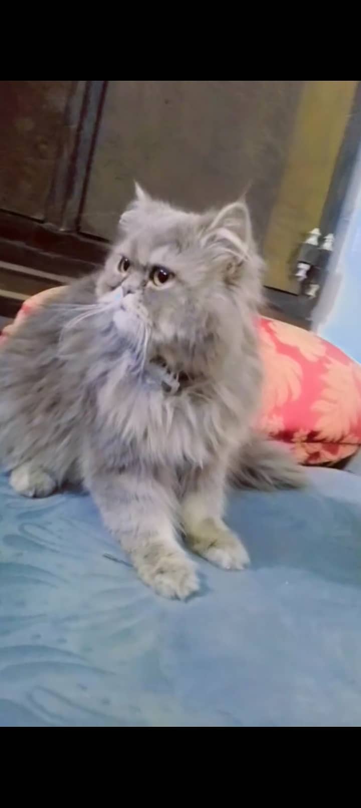 *F0R SALE*  ۔ GreY PersiaN CATS "PAiR" 2