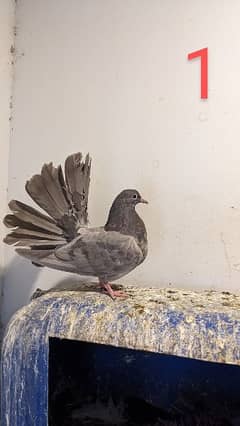 9 piece fantail pigeons and one king(10 piece total)